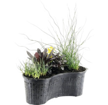 Panier à plantes de bassin en forme de rein avec diverses plantes aquatiques telles que des graminées, des plantes à feuillage sombre et des fleurs jaunes.