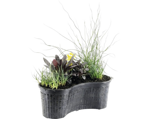 Panier à plantes de bassin en forme de rein avec diverses plantes aquatiques telles que des graminées, des plantes à feuillage sombre et des fleurs jaunes.