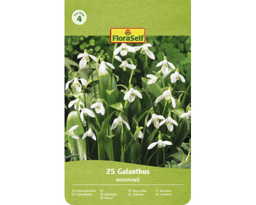 FloraSelf Logo, Groupe de prix 4. Paquet de 25 perce-neige Galanthus woronowii avec des fleurs en forme de cloche.