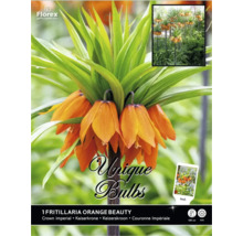 Couronne impériale Fritillaria Orange Beauty avec fleurs orange en forme de cloche, hauteur 120 centimètres, Florex Logo.