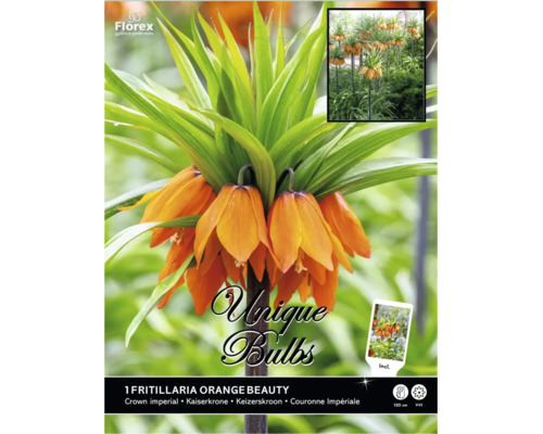 Couronne impériale Fritillaria Orange Beauty avec fleurs orange en forme de cloche, hauteur 120 centimètres, Florex Logo.