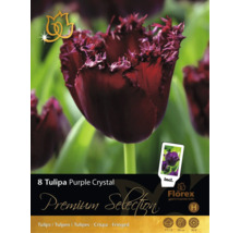 8 bulbes de tulipes Tulipa Purple Crystal de Florex. Fleurs frangées, hauteur de croissance 50 centimètres, floraison d'avril à mai. Florex Logo.