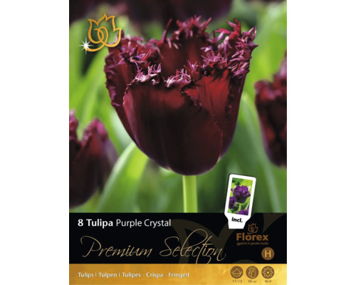 8 bulbes de tulipes Tulipa Purple Crystal de Florex. Fleurs frangées, hauteur de croissance 50 centimètres, floraison d'avril à mai. Florex Logo.