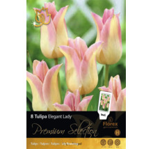 8 tulipes à fleurs de lys Tulipa Elegant Lady, roses et crème, hauteur 50 centimètres, floraison avril à mai, calibre 11 à 12, Florex Logo.