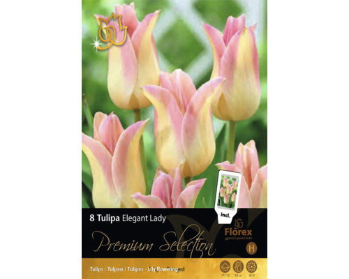 8 tulipes à fleurs de lys Tulipa Elegant Lady, roses et crème, hauteur 50 centimètres, floraison avril à mai, calibre 11 à 12, Florex Logo.