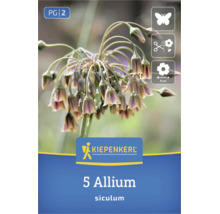 Logo Kiepenkerl, 5 bulbes Allium siculum, favorable aux abeilles, convient comme fleur coupée, diamètre de la fleur environ 8 centimètres.