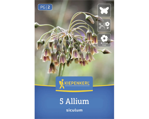 Logo Kiepenkerl, 5 bulbes Allium siculum, favorable aux abeilles, convient comme fleur coupée, diamètre de la fleur environ 8 centimètres.