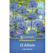 Logo Kiepenkerl, 12 bulbes d'Allium caeruleum aux fleurs bleues sphériques, adaptés aux massifs, diamètre de fleur 4 centimètres.