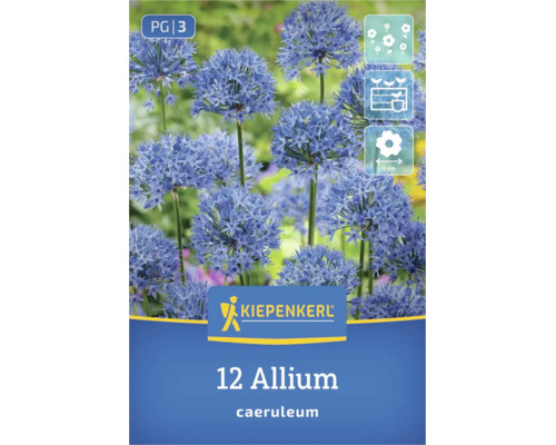 Logo Kiepenkerl, 12 bulbes d'Allium caeruleum aux fleurs bleues sphériques, adaptés aux massifs, diamètre de fleur 4 centimètres.