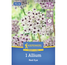 Kiepenkerl Logo, Allium Red Eye, 1 pièce. Ail d'ornement blanc à cœur sombre. Fleur coupée, diamètre 12 centimètres, floraison abondante.