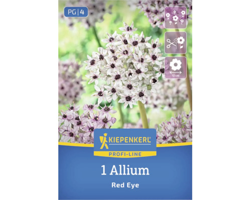 Kiepenkerl Logo, Allium Red Eye, 1 pièce. Ail d'ornement blanc à cœur sombre. Fleur coupée, diamètre 12 centimètres, floraison abondante.