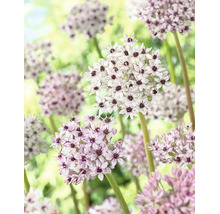 Ail d'ornement avec têtes florales sphériques composées de petites fleurs étoilées sur de longues tiges.