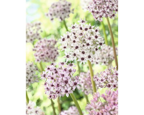 Ail d'ornement avec têtes florales sphériques composées de petites fleurs étoilées sur de longues tiges.