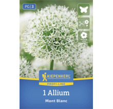 1 Allium Mont Blanc. Kiepenkerl Logo. Mellifère, idéal comme fleur coupée, diamètre de fleur environ 12 centimètres.