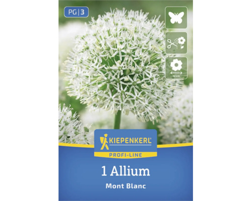 1 Allium Mont Blanc. Kiepenkerl Logo. Mellifère, idéal comme fleur coupée, diamètre de fleur environ 12 centimètres.