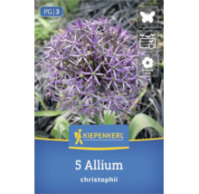 Kiepenkerl Logo, 5 bulbes d'Allium christophii. Fleur violette, diamètre 15 centimètres, attire les papillons, convient pour massifs et pots.