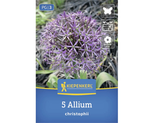 Kiepenkerl Logo, 5 bulbes d'Allium christophii. Fleur violette, diamètre 15 centimètres, attire les papillons, convient pour massifs et pots.