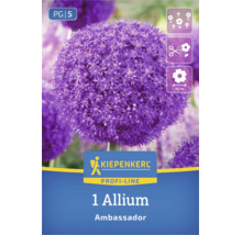 Kiepenkerl Logo, Allium Ambassador Zierlauch mit großer runder Blüte, geeignet als Schnittblume, Blütendurchmesser circa 25 Zentimeter.