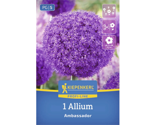 Kiepenkerl Logo, Allium Ambassador Zierlauch mit großer runder Blüte, geeignet als Schnittblume, Blütendurchmesser circa 25 Zentimeter.