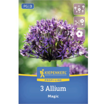 Kiepenkerl Allium Magic, violetter Zierlauch, 3 Stück, für Gruppenpflanzung und als Schnittblume, Blütendurchmesser 10 Zentimeter.