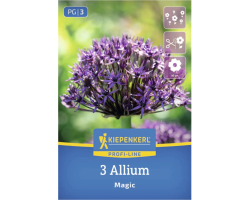 Kiepenkerl Allium Magic, violetter Zierlauch, 3 Stück, für Gruppenpflanzung und als Schnittblume, Blütendurchmesser 10 Zentimeter.