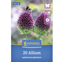 20 bulbes Kiepenkerl Allium sphaerocephalon, attirent les pollinisateurs, fleurs à couper, taille de fleur environ 5 centimètres, Kiepenkerl Logo.