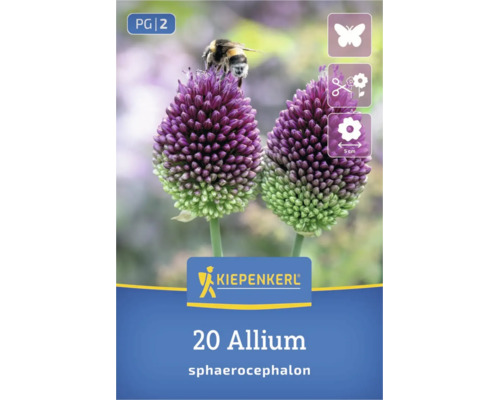 20 bulbes Kiepenkerl Allium sphaerocephalon, attirent les pollinisateurs, fleurs à couper, taille de fleur environ 5 centimètres, Kiepenkerl Logo.