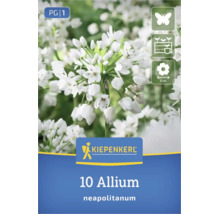 Kiepenkerl Logo, 10 Allium neapolitanum Blumenzwiebeln, insektenfreundlich, für Töpfe geeignet, Blütengröße circa 5 Zentimeter.