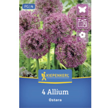 Kiepenkerl Logo. Packung mit 4 Allium Ostara Blumenzwiebeln. Zierlauch mit lila Blüten. Bienenfreundlich, für Kübel geeignet, 8 Zentimeter Blüte.