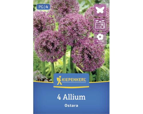 Kiepenkerl Logo. Packung mit 4 Allium Ostara Blumenzwiebeln. Zierlauch mit lila Blüten. Bienenfreundlich, für Kübel geeignet, 8 Zentimeter Blüte.