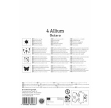 Rückseite der Packung 4 Allium Ostara mit Angaben zu Standort, Mehrjährigkeit, Kübeleignung, Insektenfreundlichkeit und Zertifizierungslogo.