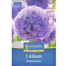 Kiepenkerl Logo, 1 Allium Globemaster Blumenzwiebel, lockt Schmetterlinge an, als Schnittblume geeignet, Blütendurchmesser 20 Zentimeter.