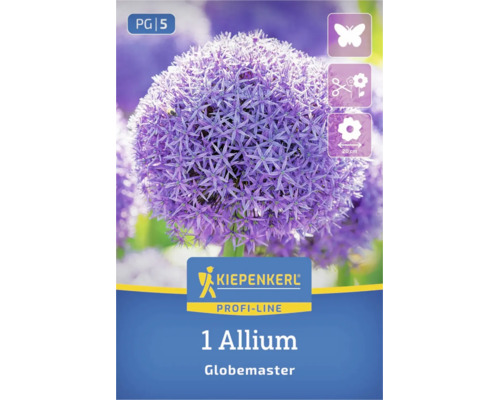 Kiepenkerl Logo, 1 Allium Globemaster Blumenzwiebel, lockt Schmetterlinge an, als Schnittblume geeignet, Blütendurchmesser 20 Zentimeter.