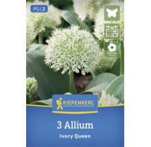 Kiepenkerl Logo, 3 Allium Ivory Queen Blumenzwiebeln, bienenfreundlich, für Beete und Kübel geeignet, Blütendurchmesser 10 Zentimeter.