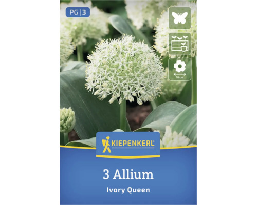 Kiepenkerl Logo, 3 Allium Ivory Queen Blumenzwiebeln, bienenfreundlich, für Beete und Kübel geeignet, Blütendurchmesser 10 Zentimeter.