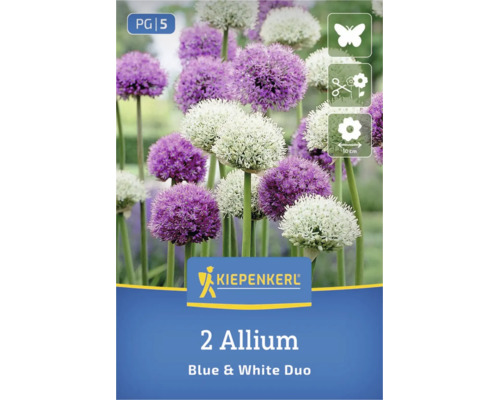 Kiepenkerl 2 Allium Blue and White Duo Blumenzwiebeln, Kiepenkerl Logo, Preisgruppe 5, Schmetterlingsmagnet, Schnittblume, 10 Zentimeter Blütengröße.