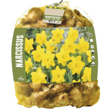 Bulbes de narcisses jaunes de Florex en filet avec conseils de plantation et image de fleurs épanouies.