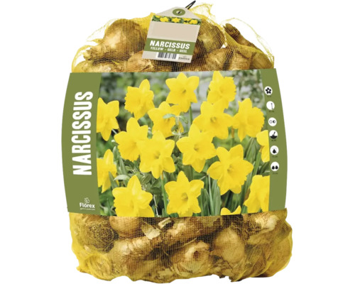 Bulbes de narcisses jaunes de Florex en filet avec conseils de plantation et image de fleurs épanouies.