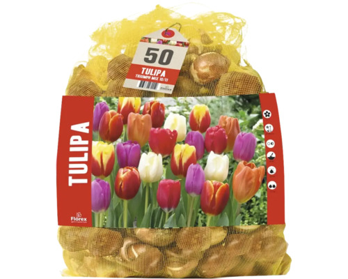 50 bulbes de tulipes Florex Tulipa Triumph Mix dans un filet avec image du produit.