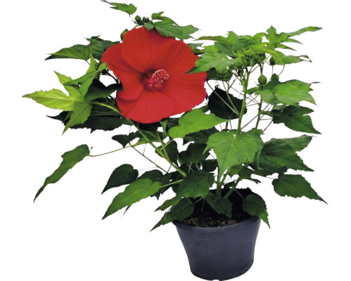 Hibiskus Pflanze mit einer großen roten Blüte und grünen Blättern im schwarzen Topf.