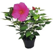 Riesen-Hibiskus Hibiscus moscheutos mit großer pinker Blüte und grünen Blättern im schwarzen Topf.