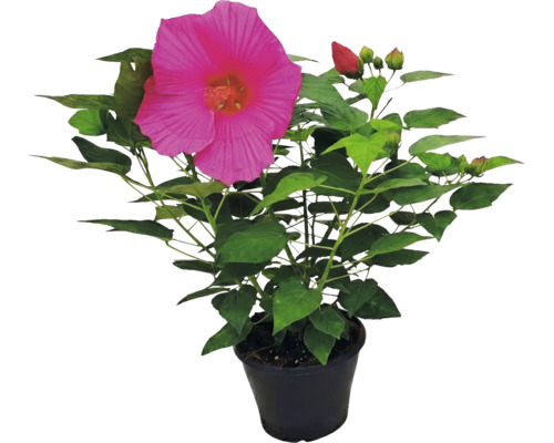 Hibiscus géant Hibiscus moscheutos avec une grande fleur rose et des feuilles vertes dans un pot noir.