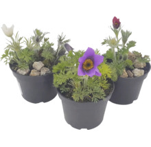 Drei Pulsatilla Küchenschellen in verschiedenen Farben in Kunststofftöpfen.