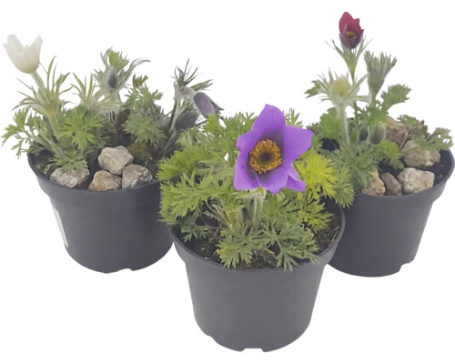 Trois plantes Pulsatilla de différentes couleurs dans des pots en plastique.