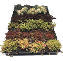 Différentes variétés de sédums dans de petits pots en plastique, disposées dans un plateau de culture.