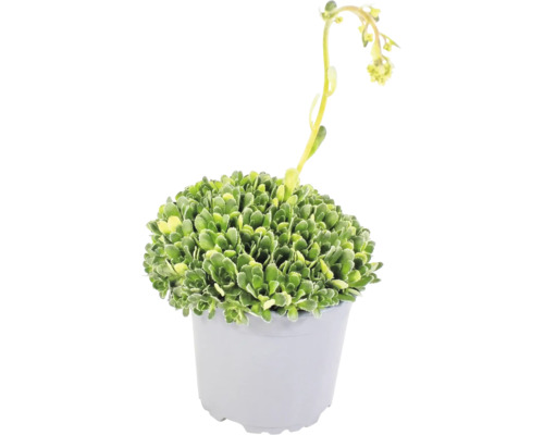 Plante succulente aux feuilles vertes crénelées et fleurs jaunes sur une longue tige dans un pot en plastique gris.