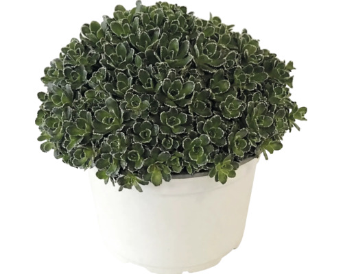 Fetthenne Sedum mit dichten grünen Blättern in einem weißen Kunststofftopf.