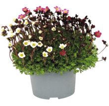 Saxifrage avec de petites fleurs roses et blanches dans un pot de fleurs gris.