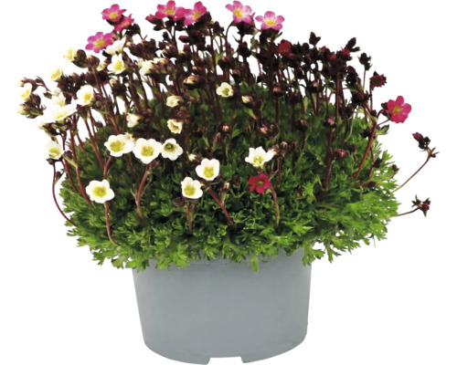 Saxifrage avec de petites fleurs roses et blanches dans un pot de fleurs gris.