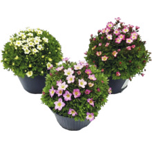 Trois saxifrages mousse (Saxifraga arendsii) en pots avec des fleurs blanches et roses.